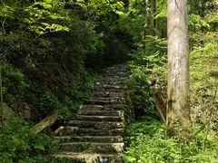 -天目山大树王景区