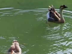 -广州白江湖森林公园