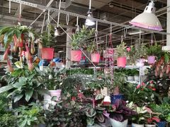 -大自然花鸟鱼虫市场