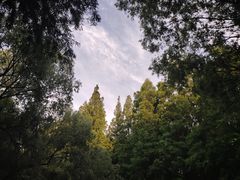 -上海共青森林公园