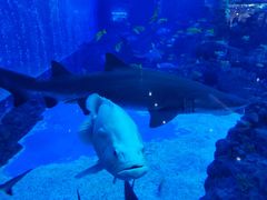 -成都浩海立方海洋公园