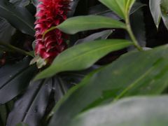 -广西壮族自治区药用植物园