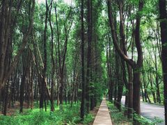 -同里国家湿地公园