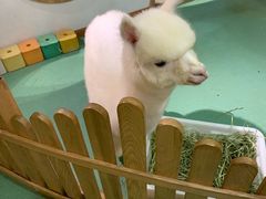 -藦茜花园宠物主题亲子互动体验馆(国顺东路店)