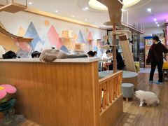 大堂-滚猫咖啡·猫咖·猫友好撸猫(未来城店)