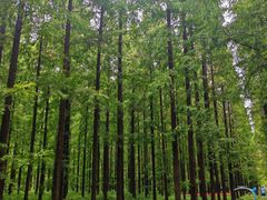 -黄海国家森林公园