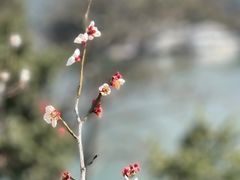 -原乡芦茨咖啡