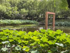-陈家山荷花公园