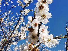 -广州市流溪河国家森林公园