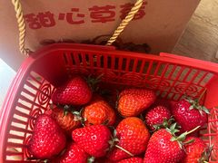 -甜心庄园·甜心草莓采摘园(西青中北店)