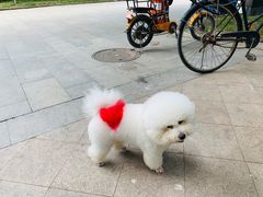-Goku PET SHOP宠物视觉生活馆(双井店)