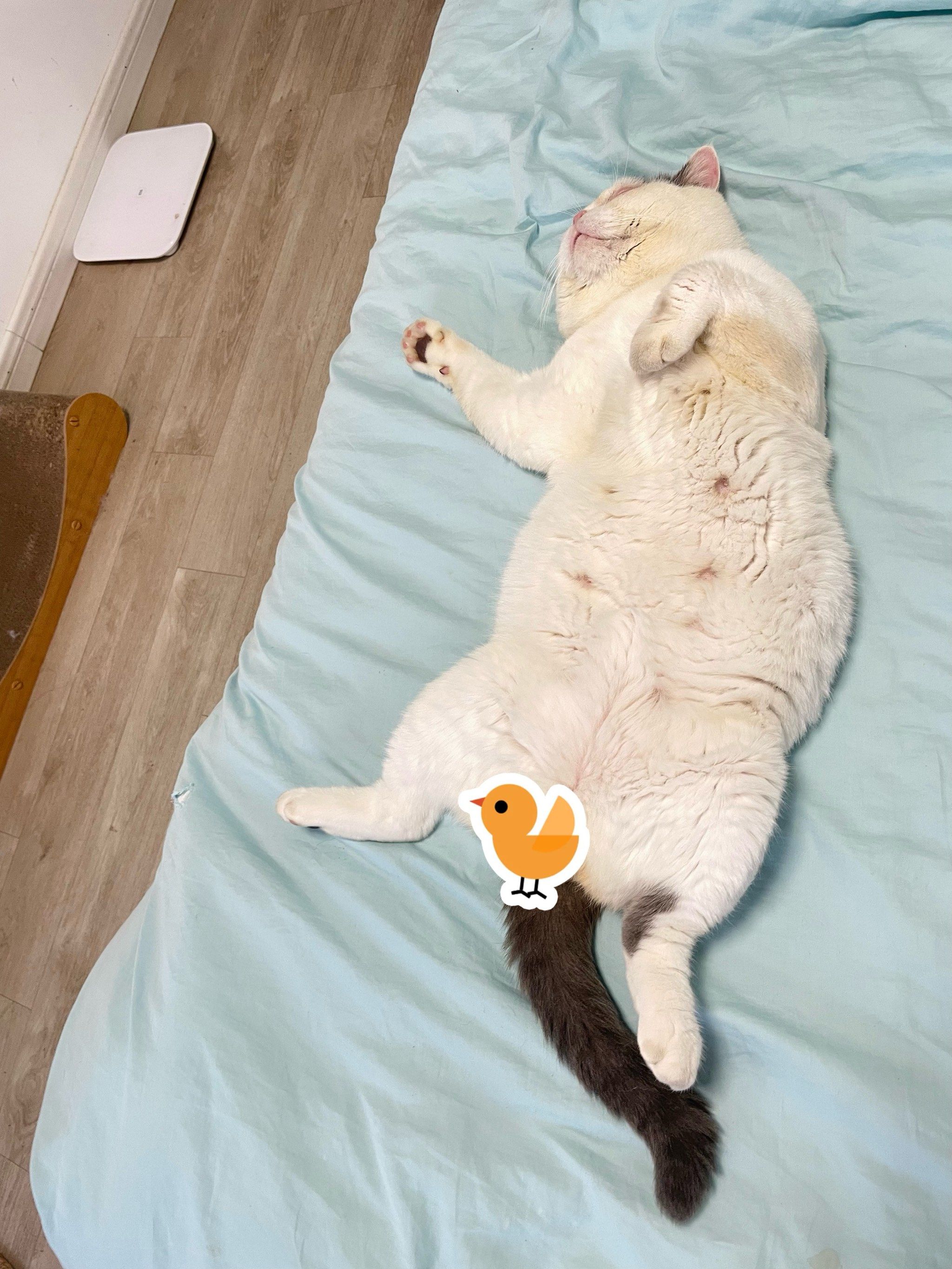 小猫:是谁睡得四仰八叉[猪头]98