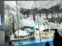 -帝企鹅自助餐厅•儿童岛•真企鹅(长隆企鹅酒店)