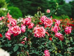 -上海滨江森林公园