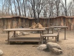 -北京野生动物园