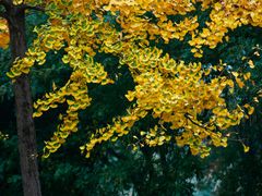 -汉长安城未央宫国家考古遗址公园