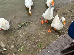 -河北村民俗体验园