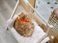 -MOCHA明星猫咖(田子坊店)