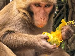 -南湾猴岛+椰田古寨一日游