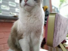 -喵屿·大理花园猫咖