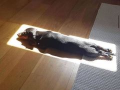 -安徽阜阳卷馍(西单店)