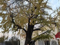 -千年银杏谷文化旅游区