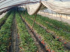 -胜丰草莓采摘园