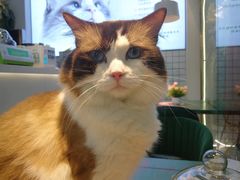 -喵喵咪呀布偶猫咖(春熙路店)