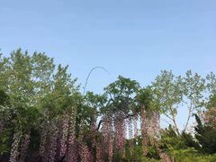 -嘉定紫藤园