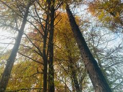 -荔枝公园(福田区)