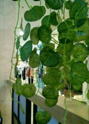 -抚顺博爱医院·医疗美容科·眼部整形特色