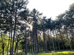 -黑龙江省森林植物园