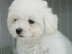 -翊宠yipet猫狗购宠庄园犬舍•猫舍