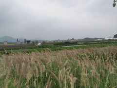-光明小镇欢乐田园