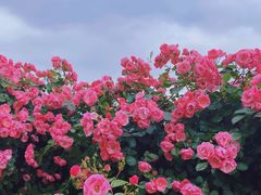 -上海滨江森林公园