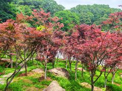 -广州市帽峰山景区