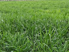 -汉长安城未央宫国家考古遗址公园