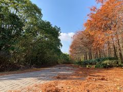 -上海海湾国家森林公园