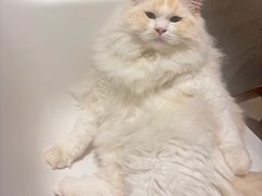 -藏猫猫咖啡主题馆(中央大道店)