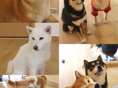 -南京Hallo宠物乐园·哈罗犬舍·柴犬繁育基地