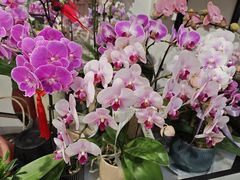 -FEI FEI FLOWER鲜花店·气球派对·宝宝宴布置(虹口德必运动Loft店)