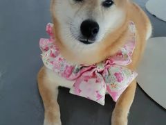 -巴汗羊肉串烧烤店