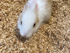 -怪兽屋·羊驼·猫咖·狗咖(俊华广场店)