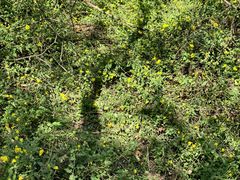 -盘龙城国家考古遗址公园