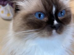 -藏猫猫咖啡主题馆(中央大道店)