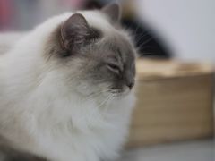 -糯米喵星人·撸猫猫舍咖啡馆(西市场嘉华店)