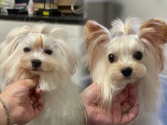 -宠爱多约克夏马尔济斯泰迪小型犬专卖