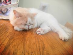 -滚猫咖啡·猫咖·猫友好撸猫(未来城店)