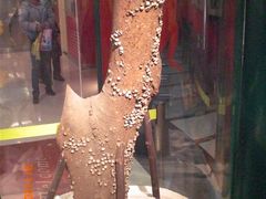 -上海昆虫博物馆