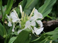 -阿里山邹族烤肉团队(山猪亮)